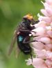 Cynomya mortuorum